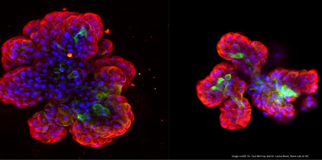 flower-like microscopic cells in red, blue, purple on black background