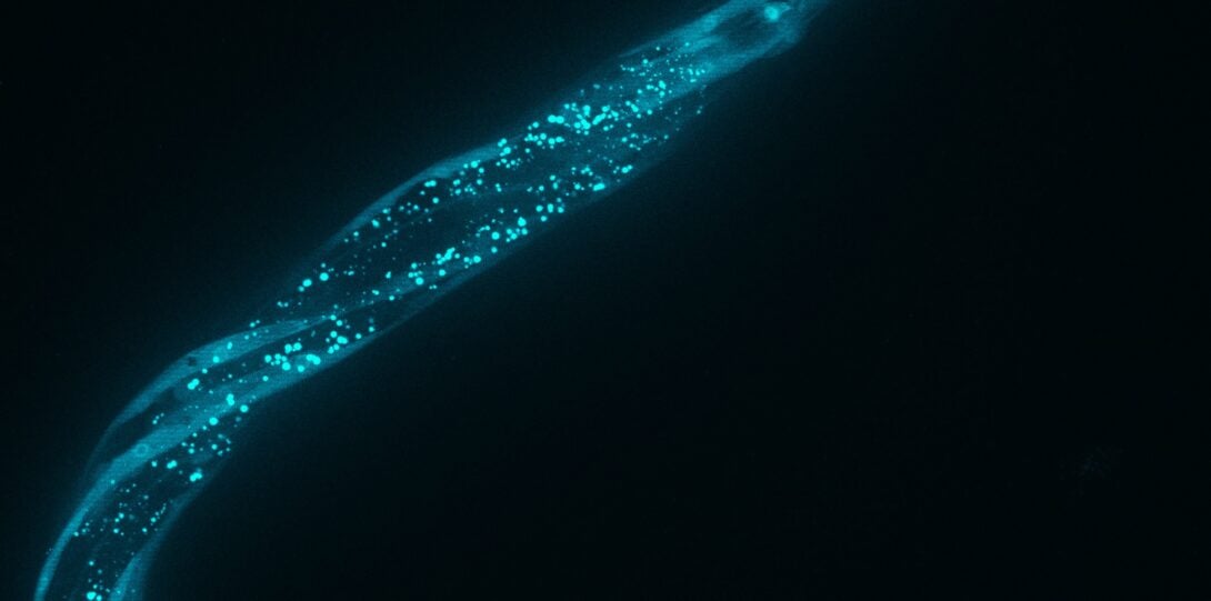 A long tube glowing blue against a black background.